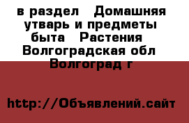  в раздел : Домашняя утварь и предметы быта » Растения . Волгоградская обл.,Волгоград г.